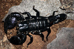 Black Scorpions For Sale 100gm-500gm