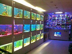 Aquarim City