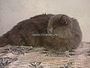 Russian Cat Male