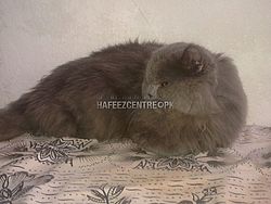 Russian Cat Male