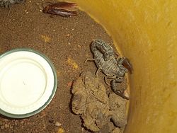 Blakc Scorpions 8 to 10 gm  Sale