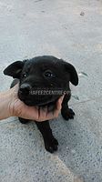 Labrador pup