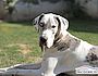 Excellent Great Dane