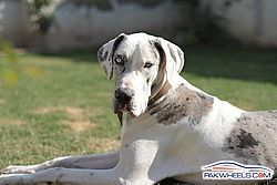 Excellent Great Dane