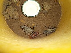 Blakc Scorpions 8 to 10 gm  Sale